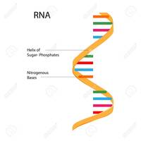 synteza rna i białek - Klasa 7 - Quiz