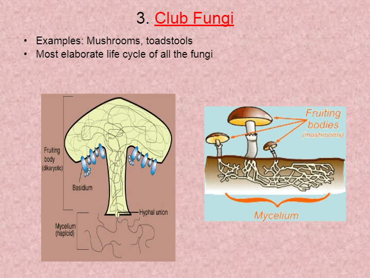 club fungi diagram