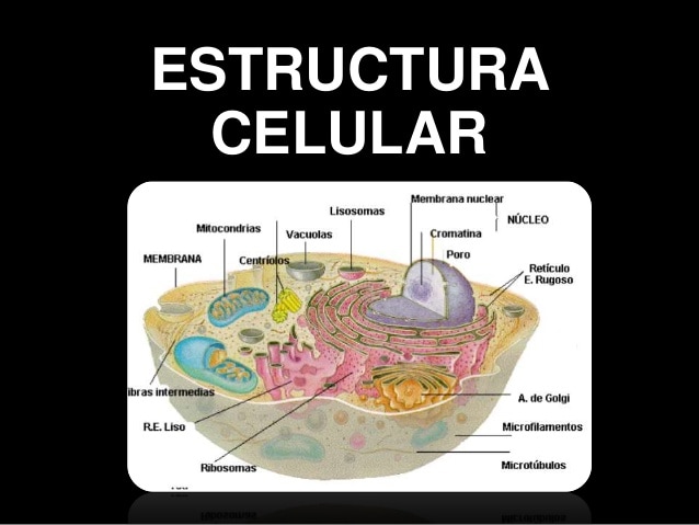 estructura de una celula - Grado 3 - Quizizz