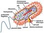Bio EOC - Cell Review (Pro-vs-Euk & Organelles) w/review Q's