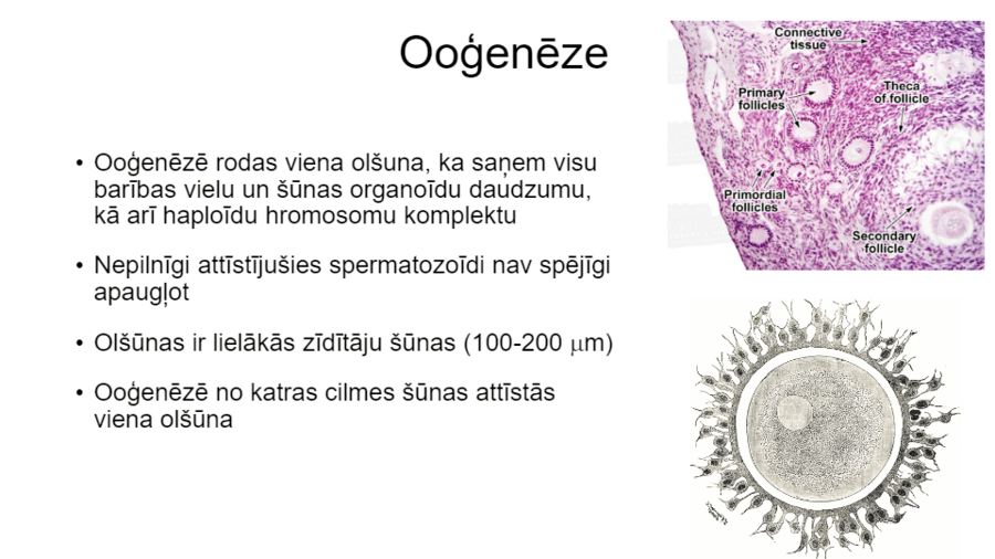 11. klase. Dzimumšūnu attīstība | Biology - Quizizz