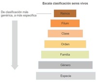 seres vivos y no vivos - Grado 9 - Quizizz