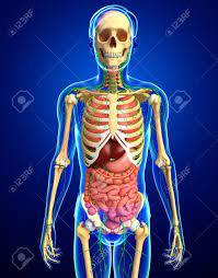 the digestive and excretory systems - Class 4 - Quizizz
