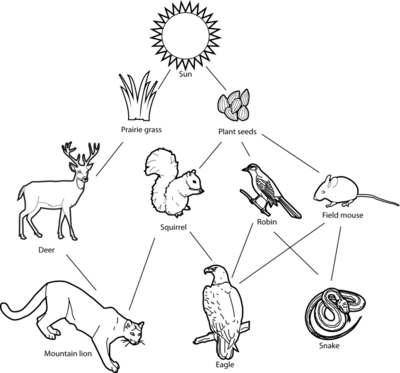 roles in ecosystem food chains - Quizizz