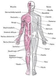 Life Science Flashcards - Quizizz