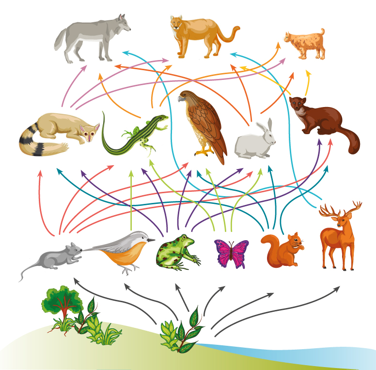 Povezanost i prilagodbe živih bića | Biology - Quizizz