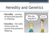 introduction to heredity - Grade 3 - Quizizz