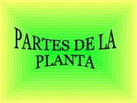 partes de la planta y sus funciones - Grado 5 - Quizizz