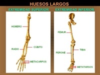 Huesos de los miembros inferiores