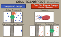 membranas y transporte - Grado 7 - Quizizz