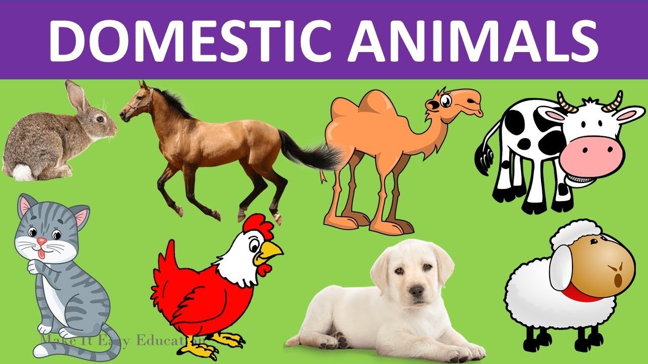 domestic-animals-quizizz