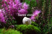 coisas vivas e não vivas - Série 9 - Questionário