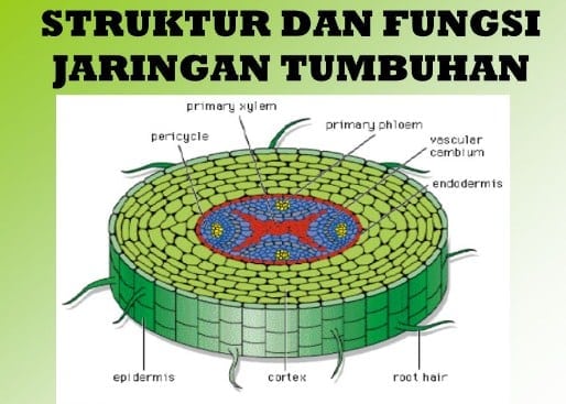 Kuis Struktur Fungsi Jaringan Tumbuhan Biology Quizizz