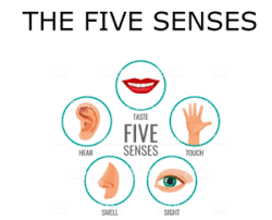 The 5 Senses - Year 3 - Quizizz