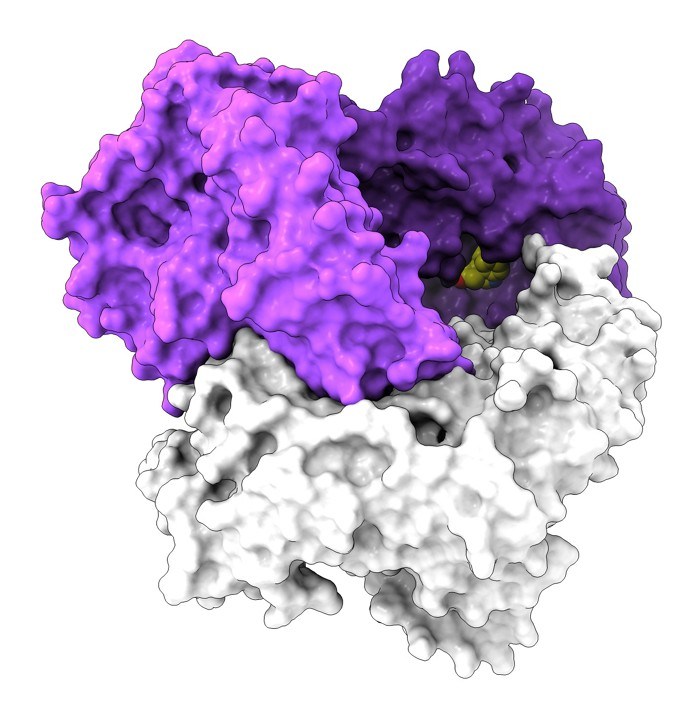 edexcel-igcse-2c-enzyme-properties-quizizz