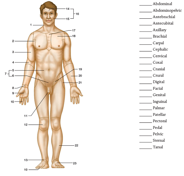body-regions-anatomical-terms-62-plays-quizizz