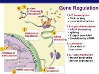 gene regulation - Class 11 - Quizizz