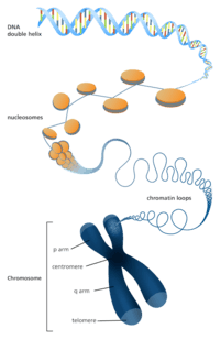chromosome structure and numbers - Grade 10 - Quizizz