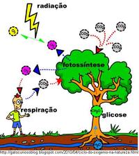 fotossíntese - Série 6 - Questionário