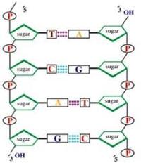 struktur dan replikasi DNA - Kelas 9 - Kuis