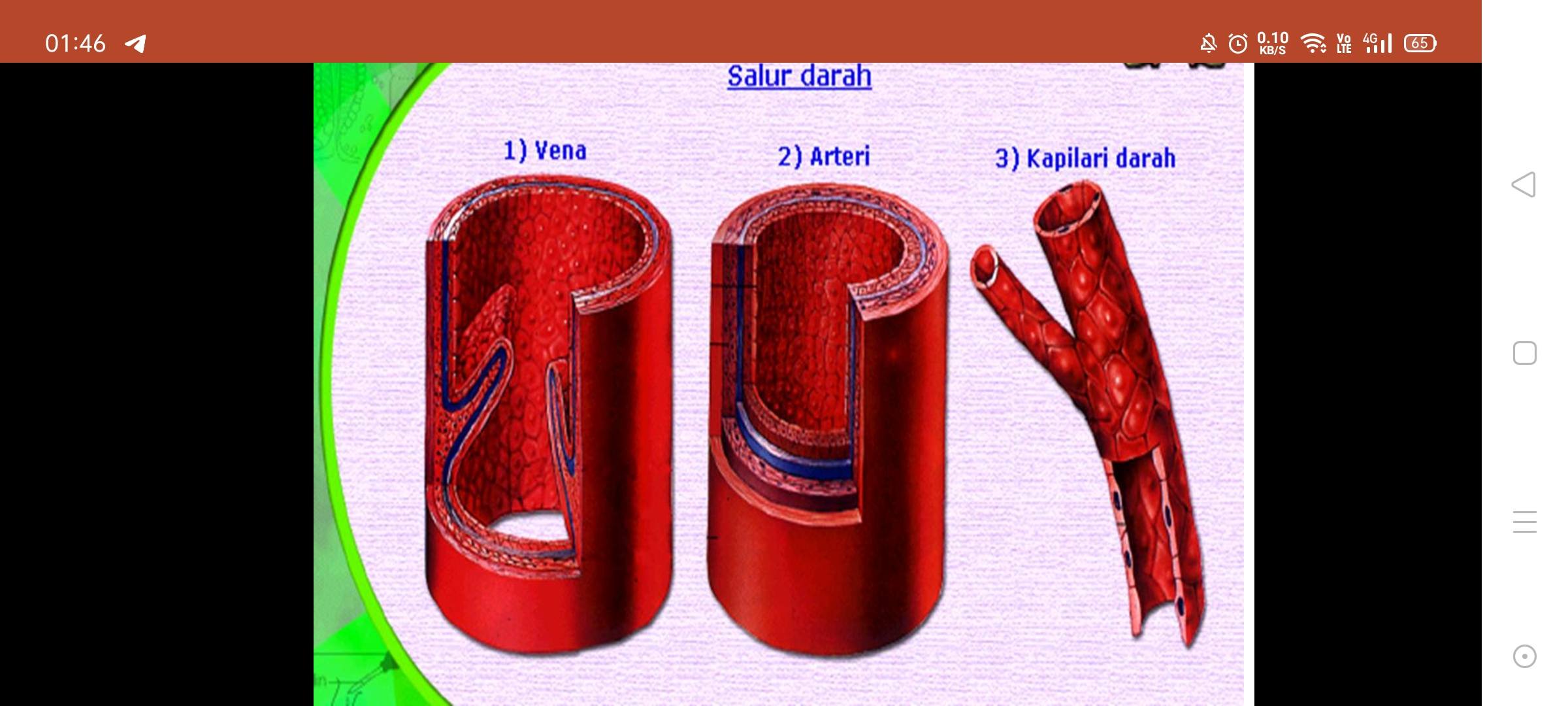 Sains Tingkatan 3 - Bab 3 (Salur Darah)