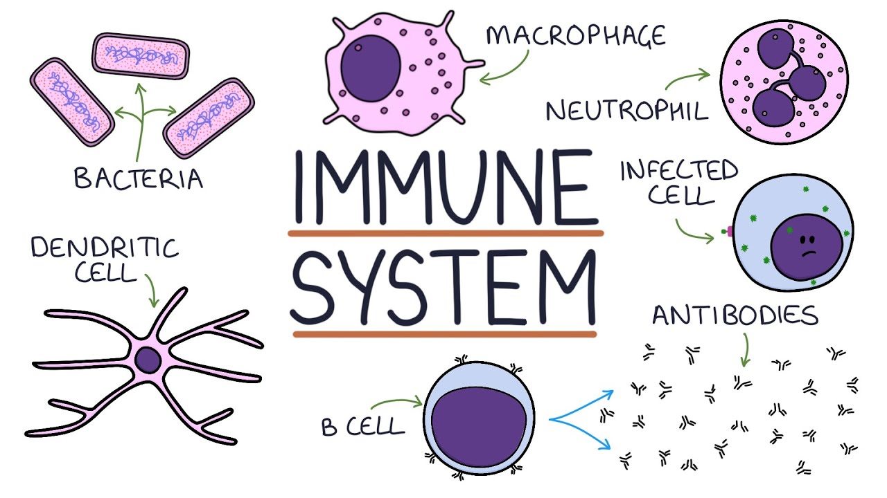 the immune system - Grade 7 - Quizizz