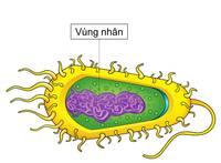 vật sống và vật không sống - Lớp 3 - Quizizz