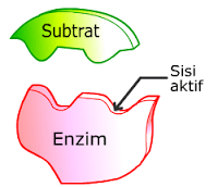 diagram sel tumbuhan - Kelas 12 - Kuis