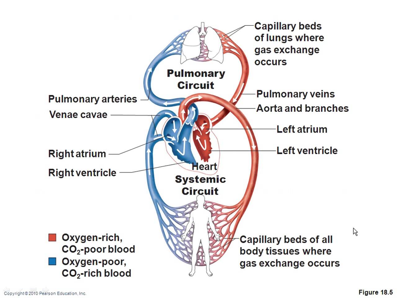 Cardiovascular System | Physical Ed Quiz - Quizizz