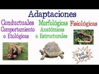 adaptaciones animales - Grado 10 - Quizizz