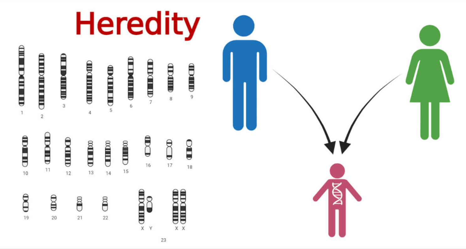 introduction to heredity - Class 7 - Quizizz