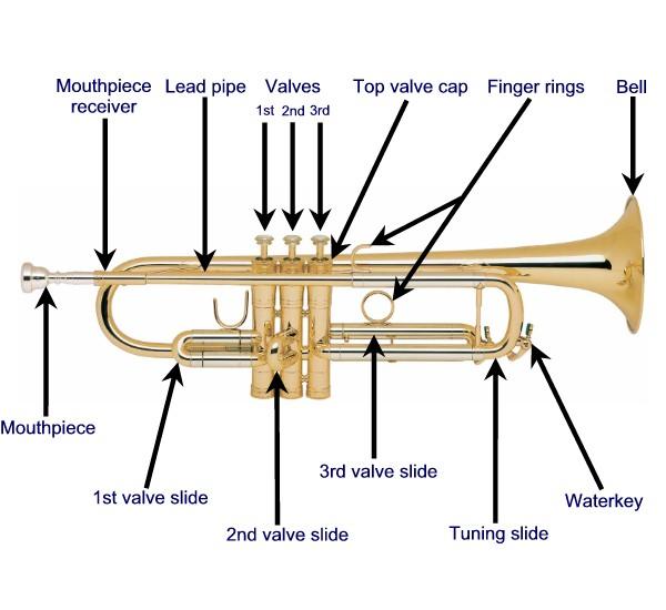 Parts of the Trumpet | Quizizz