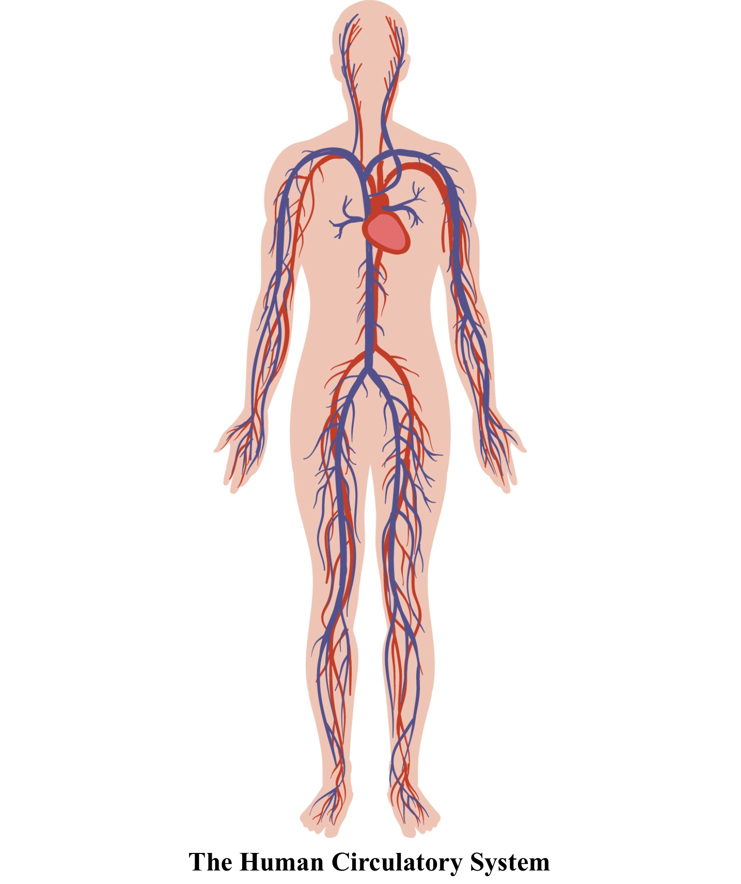 the circulatory and respiratory systems - Class 4 - Quizizz