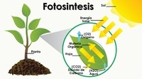 fotosíntesis - Grado 4 - Quizizz