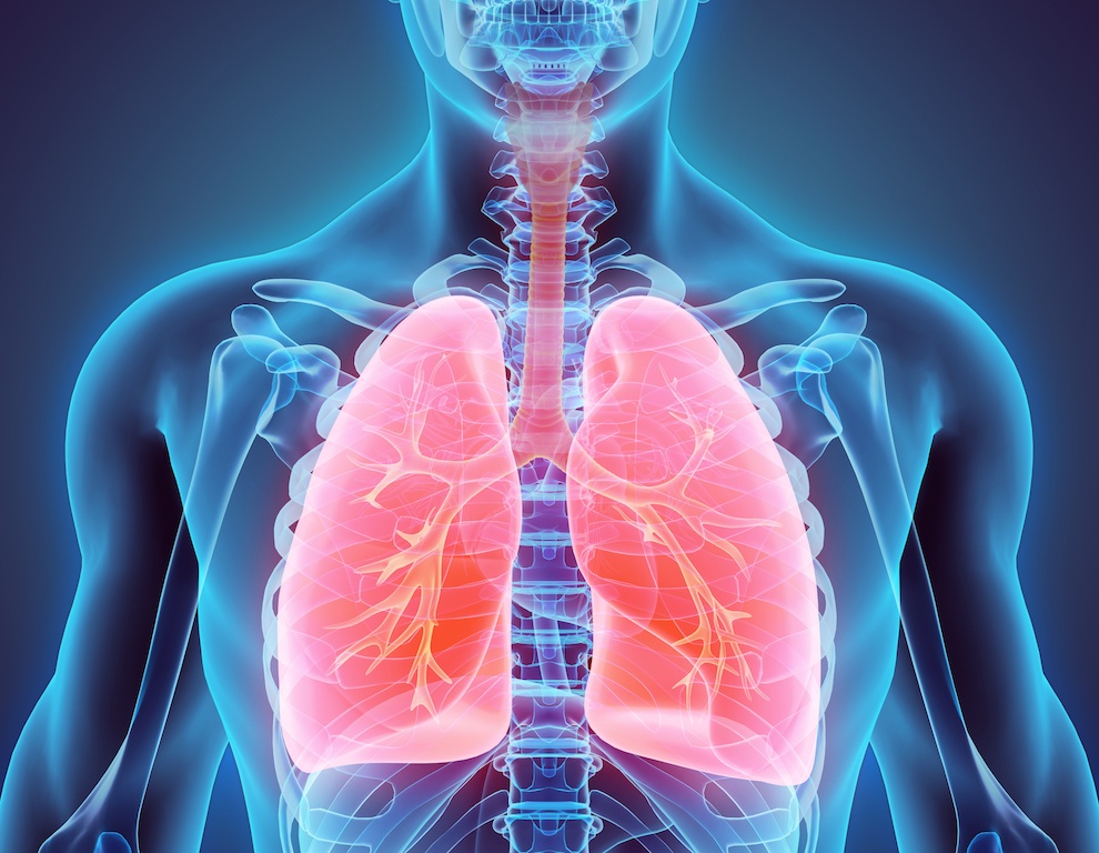 The Circulatory And Respiratory Systems Practice Questions | Quizizz