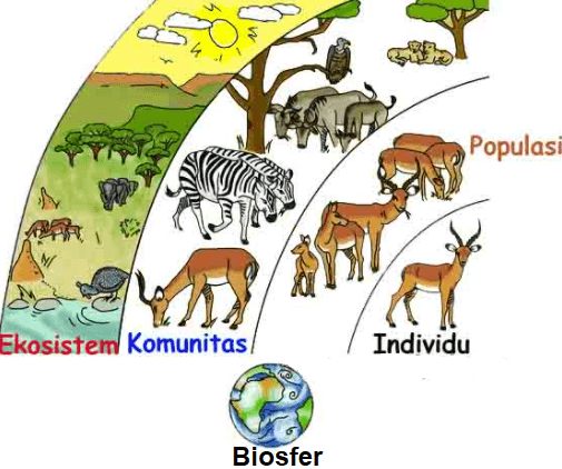 SOAL EKOSISTEM