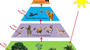 Ecological Pyramids: Mastery Test