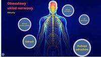 układ nerwowy i hormonalny Fiszki - Quizizz