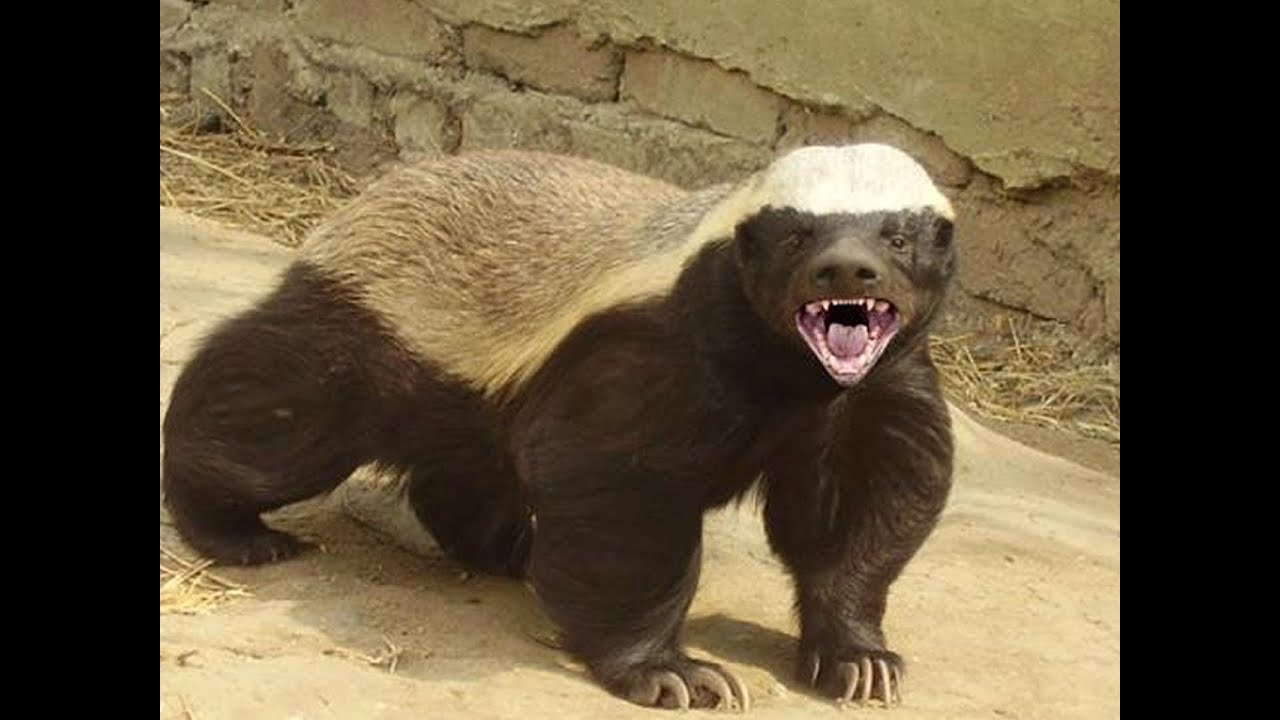 honey-badger-quizizz-quizizz