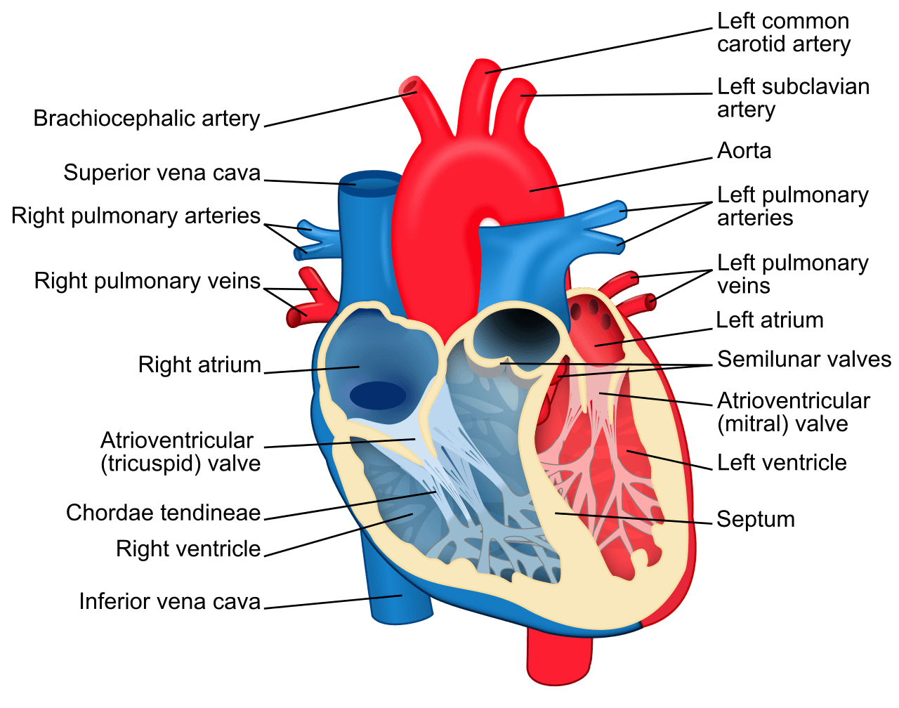 cardiovascular-system-questions-answers-for-quizzes-and-tests-quizizz