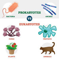 prokarioty i eukarionty - Klasa 8 - Quiz