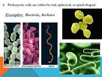 bakteri dan archaea - Kelas 12 - Kuis