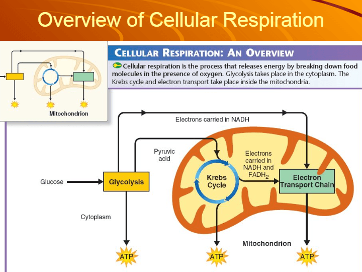 Cellular Respiration | Science - Quizizz