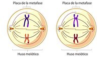 o ciclo celular e a mitose - Série 10 - Questionário