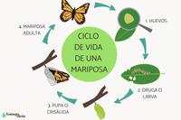 La evolución y el árbol de la vida. - Grado 3 - Quizizz