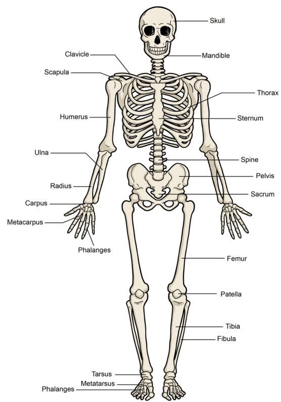 Skeletal System | 519 plays | Quizizz