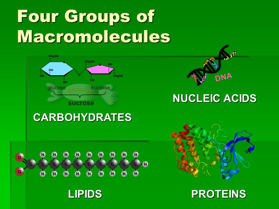 macromolecules-enzymes-cell-structures-114-plays-quizizz