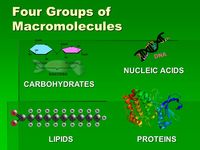 Macromolecules, Enzymes, & Cell Structures