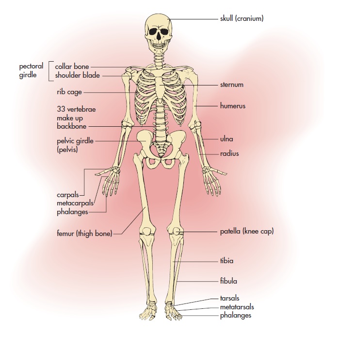 the digestive and excretory systems - Year 9 - Quizizz