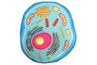 plant and animal cell - Year 1 - Quizizz